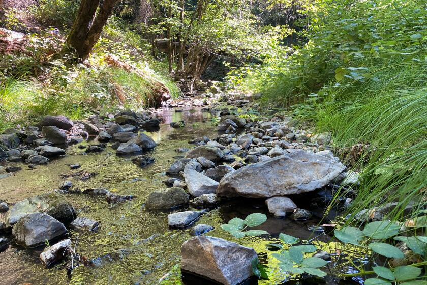 Mill Creek flows high after winter snow melt on June 23, 2021.