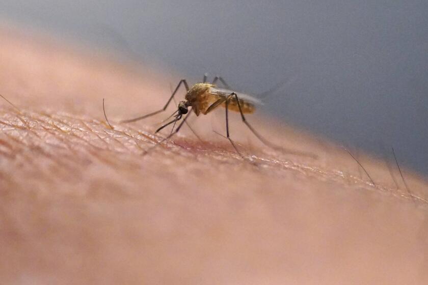 A mosquito feeds at the Salt Lake City Mosquito Abatement District on July 26, 2023, in Salt Lake City. Mosquitoes can carry viruses including dengue, yellow fever, chikungunya and Zika. They are especially threatening to public health in Asia and Africa but are also closely monitored in the United States. (AP Photo/Rick Bowmer)