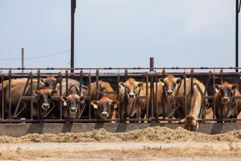 PIXLEY, CA - MAY 20: Dairy cows feed at a farm west of Pixley, CA in Tulare County. Some town residents believe their health problems are owed to air pollutants from the nearby dairy facilities. The topography of the San Joaquin Valley contribute to the region's poor quality trapping dirty air from traffic on Interstate 5, State Route 99, locomotives and farming pollutants including open burning and emissions from dairy cows. Photographed in Pixley, CA on Saturday, May 20, 2023. (Myung J. Chun / Los Angeles Times)