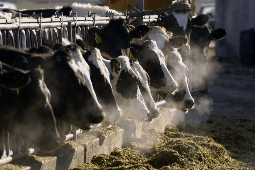 FILE- A line of Holstein dairy cows feed through a fence at a dairy farm outside Jerome, Idaho, on March 11, 2009. A California man is going to prison for running a cow pat-to-green energy scheme that authorities say was a load of manure. Ray Brewer of Porterville was sentenced Tuesday, June 27, 2023, to six years and nine months in federal prison for a scam that bilked investors out of nearly $9 million. (AP Photo/Charlie Litchfield, File)