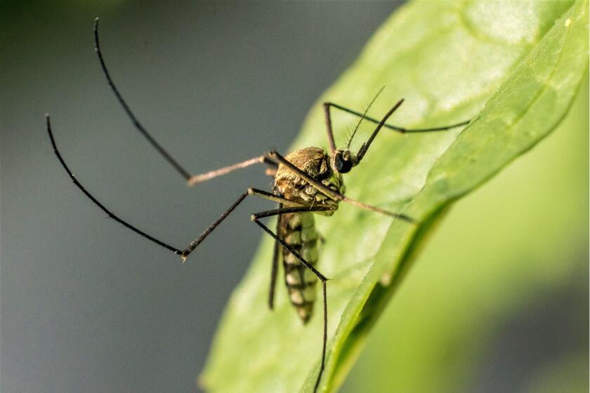 Culex mosquitoes bite at dawn and dusk and tend to feed off birds, common carriers of West Nile virus.