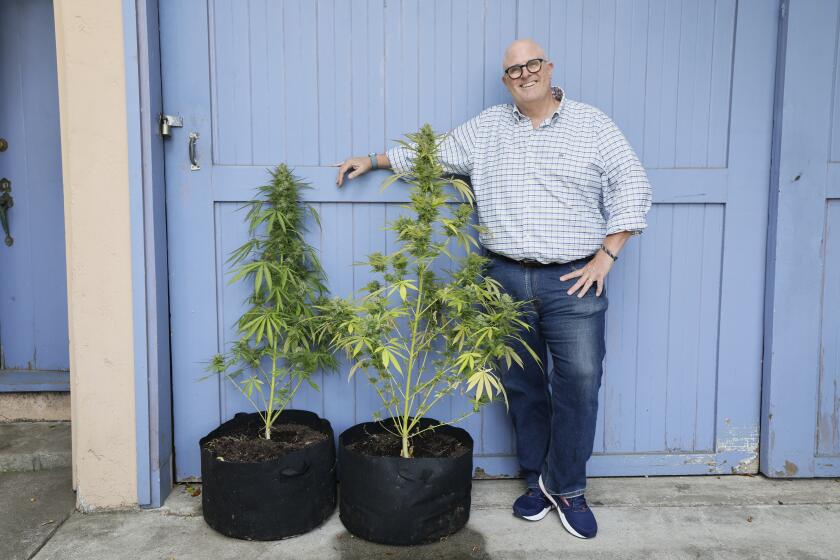 Los Angeles, CA - September 21: Adam Tschorn, Los Angeles Times Senior Features Writer, views his two cannabis plants at his home, on left is Penny, an Afternoon Punch Cannabis plant, and at right is Emily, also an Aftenoon Punch plant in Los Angeles Saturday, Sept. 21, 2024.(Allen J. Schaben / Los Angeles Times)